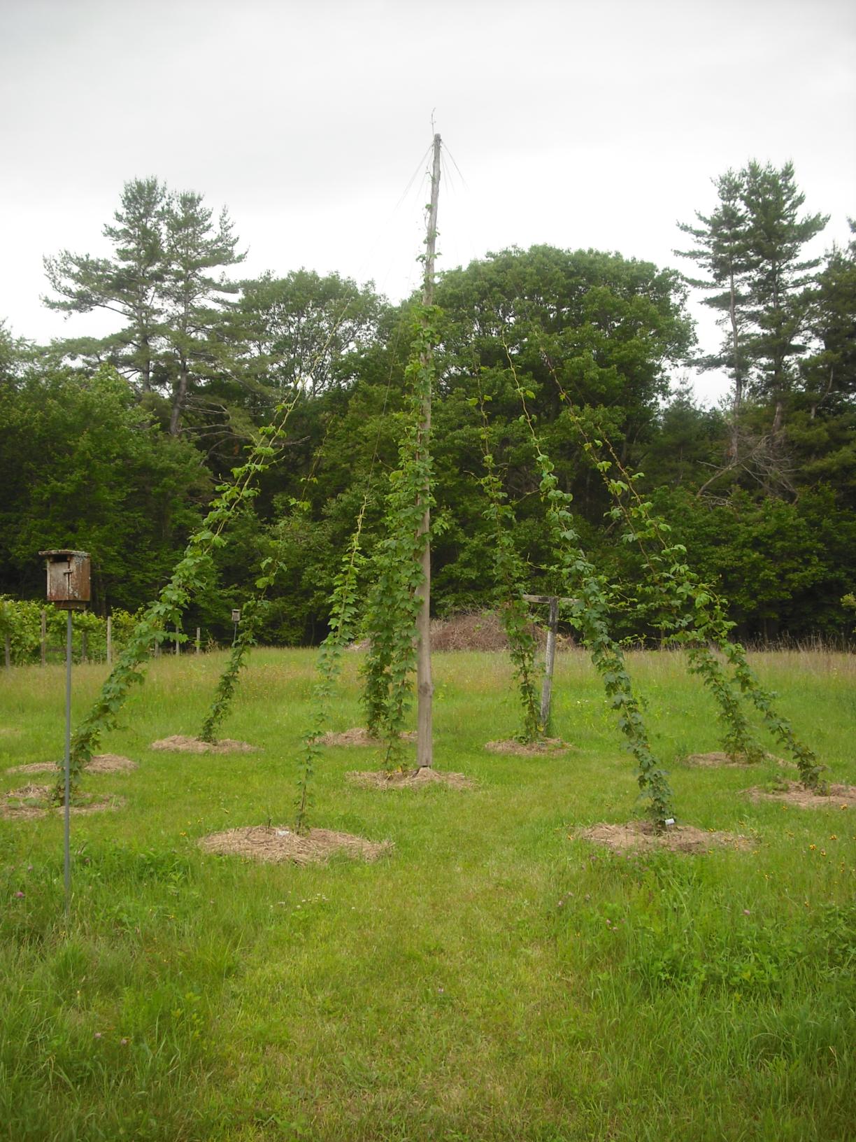 Hops on trellis